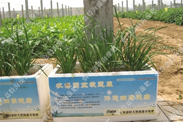 煙臺(tái)農(nóng)博園蔬菜禮盒——農(nóng)農(nóng)特海藻沖施肥+海藻有機(jī)肥